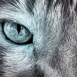 Entry image for Minu