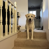 Entry image for Petey