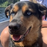 Entry image for Rolo