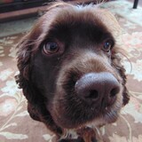 Entry image for Charlie