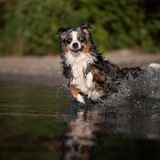 Entry image for Indigo