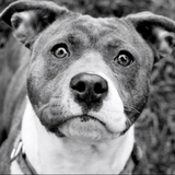 Entry image for Luci