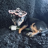 Entry image for Brewzer