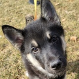 Entry image for Wylie