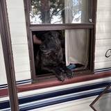 Entry image for Ginger