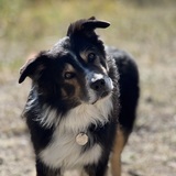 Entry image for Bandit