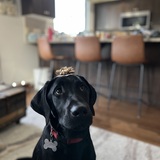 Entry image for Duke