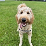 Entry image for Harlo