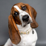 Entry image for Rhubarb