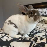 Entry image for Rupert