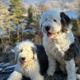 Entry image for Howie and Blue