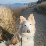 Entry image for Khaleesi