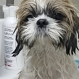 Entry image for Toby