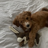 Entry image for Milo