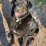 Entry image for Aschym