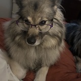 Entry image for Sheba 