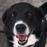 Entry image for Zola