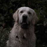 Entry image for Willy