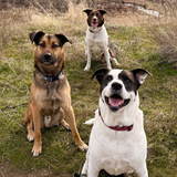 Entry image for The three amigos 