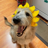 Entry image for Wilbur