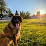 Entry image for Rhys 