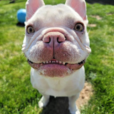 Entry image for Kawi