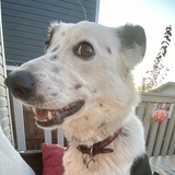 Entry image for Kodak