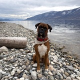 Entry image for Chancho 