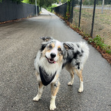 Entry image for Bentley