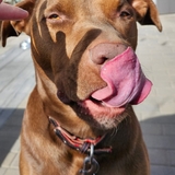 Entry image for Gus Gus 