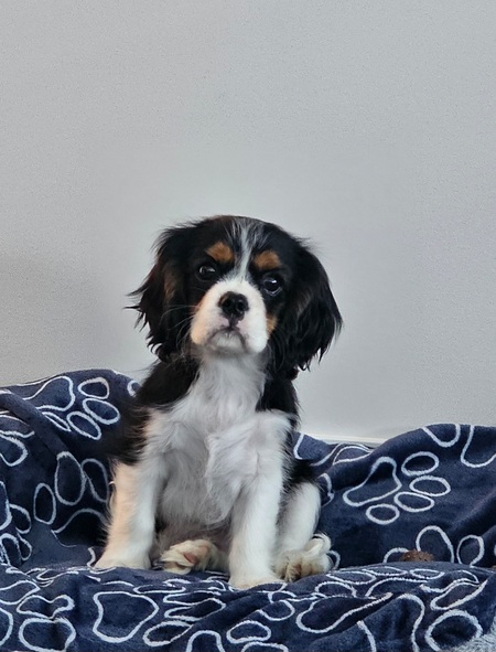 Entry image for Tucker. Clicking this image will show a larger photo