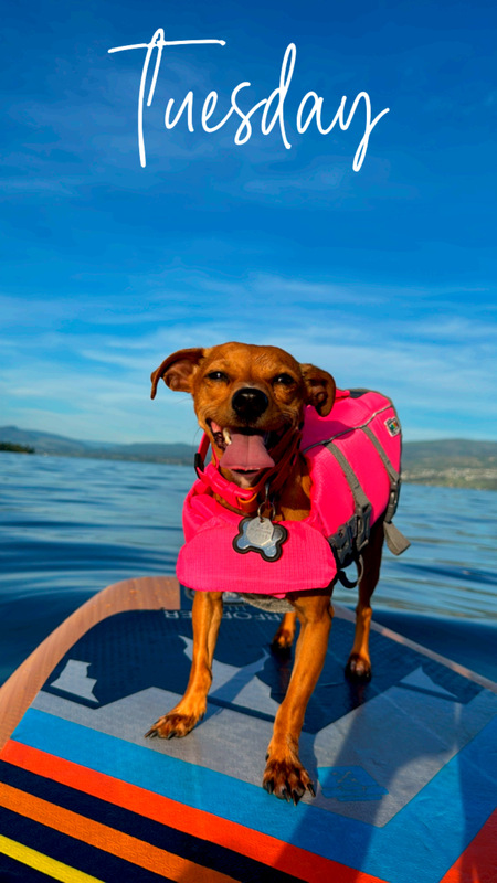 Entry image for Bean. Clicking this image will show a larger photo