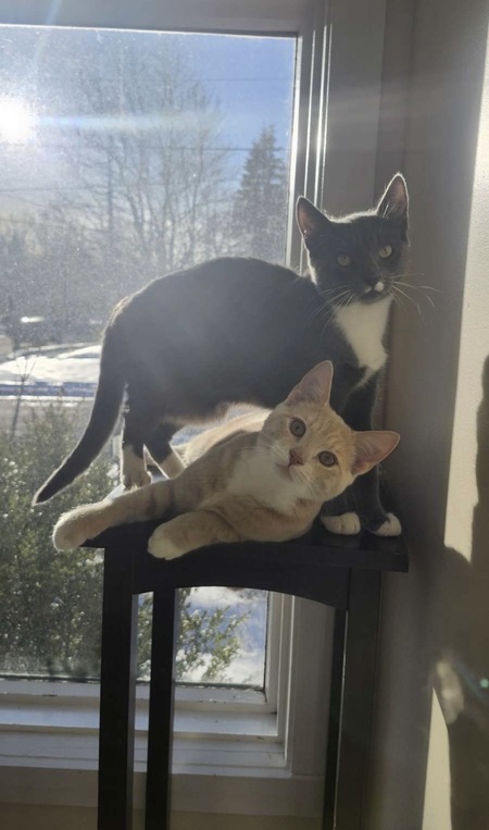 Entry image for Belle & Beau. Clicking this image will show a larger photo