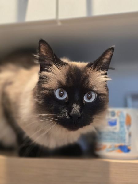 Entry image for Toulouse. Clicking this image will show a larger photo