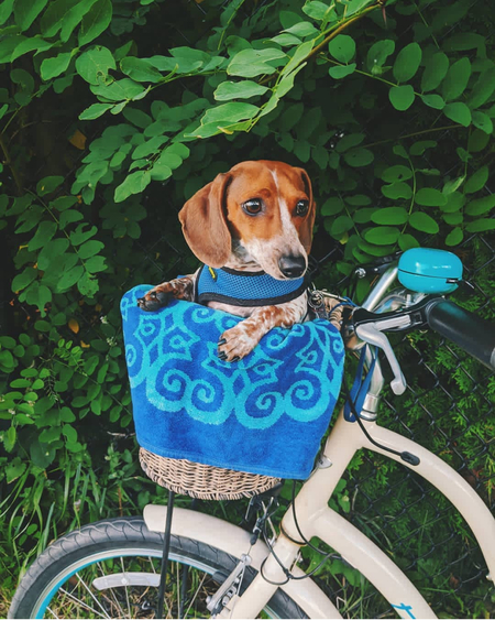 Entry image for Penny. Clicking this image will show a larger photo