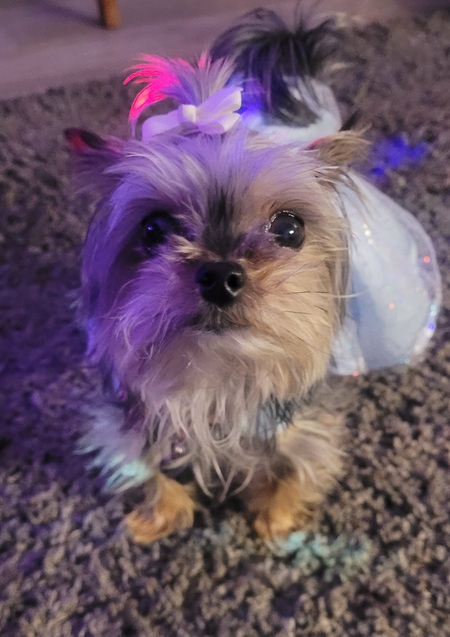 Entry image for PENNY. Clicking this image will show a larger photo