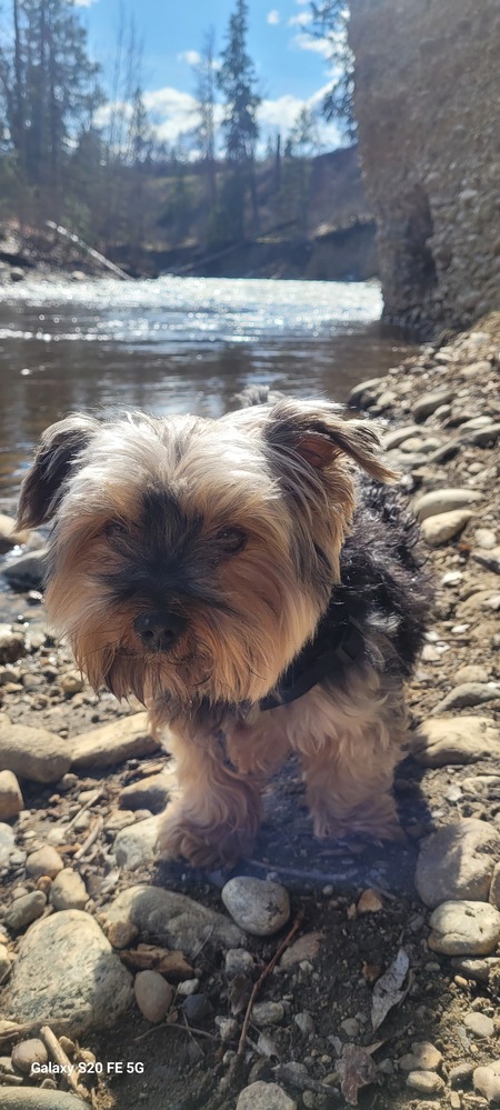 Entry image for MILO. Clicking this image will show a larger photo