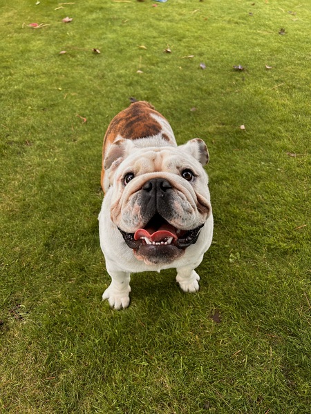 Entry image for Wilson. Clicking this image will show a larger photo