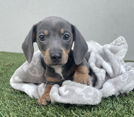 Entry image for Spud. Clicking this image will show a larger photo