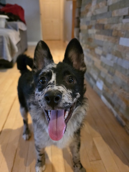 Entry image for Cooper . Clicking this image will show a larger photo