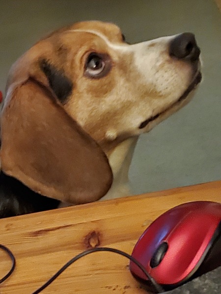 Entry image for Rip. Clicking this image will show a larger photo