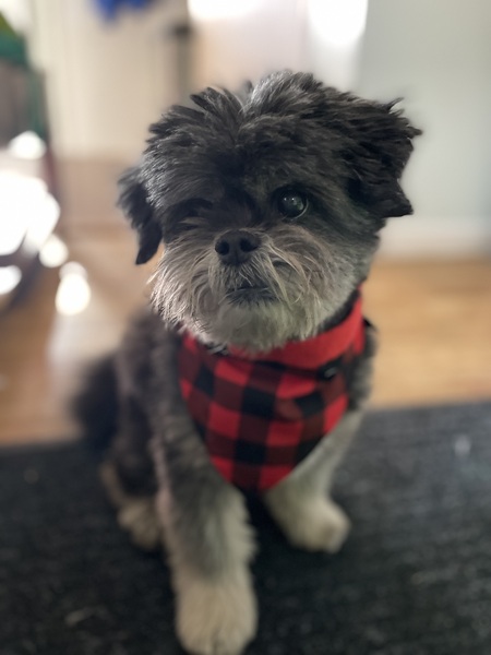 Entry image for Oliver. Clicking this image will show a larger photo