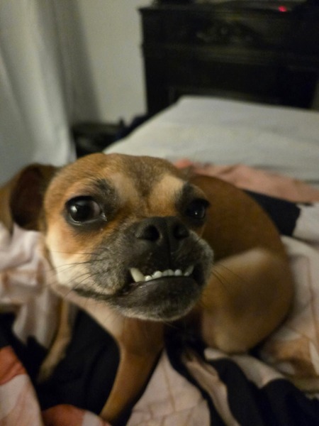 Entry image for Pika. Clicking this image will show a larger photo