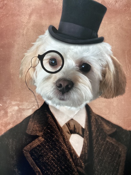 Entry image for Yogi. Clicking this image will show a larger photo