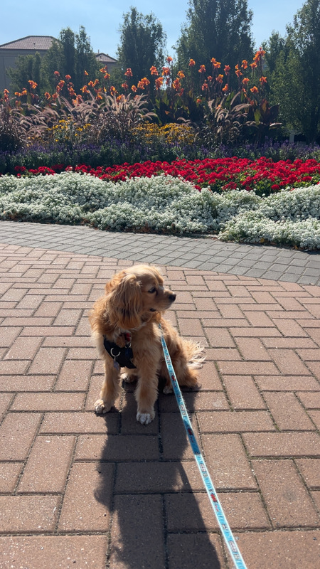 Entry image for Joe Cocker. Clicking this image will show a larger photo