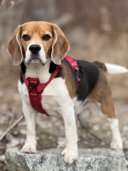 Entry image for Stanley. Clicking this image will show a larger photo