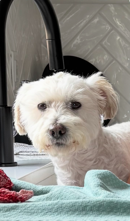 Entry image for Lambo. Clicking this image will show a larger photo