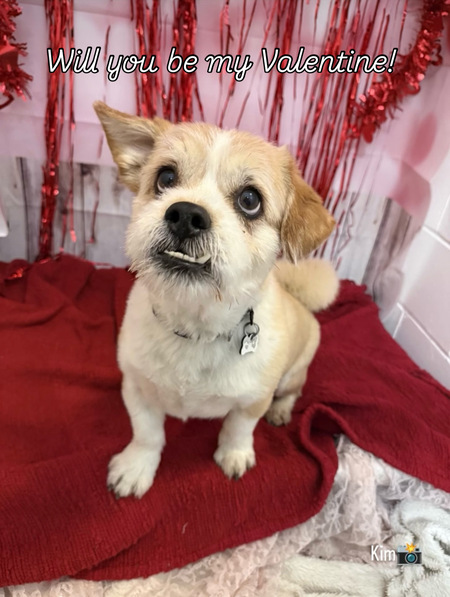 Entry image for Odie. Clicking this image will show a larger photo