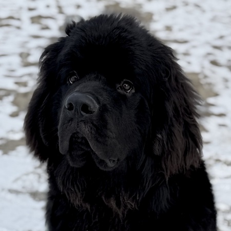 Entry image for Kuma Bear. Clicking this image will show a larger photo