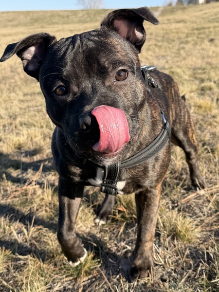 Entry image for Bosco. Clicking this image will show a larger photo